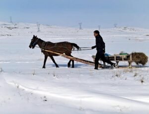 Zorlu kış şartlarında yaban hayvanları için atlı kızakla yem taşıdı