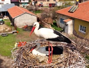 Sarıoğlan’da leylekler yuvalarına döndü
