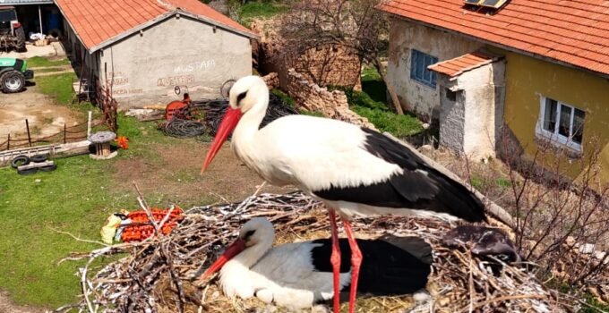 Sarıoğlan’da leylekler yuvalarına döndü