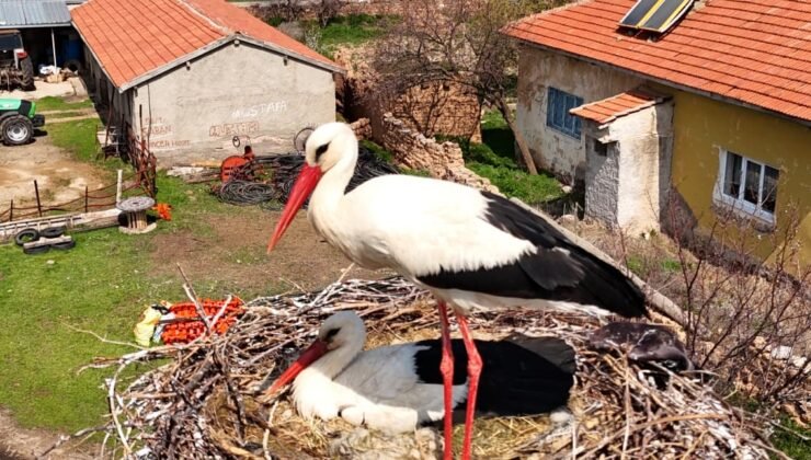 Sarıoğlan’da leylekler yuvalarına döndü