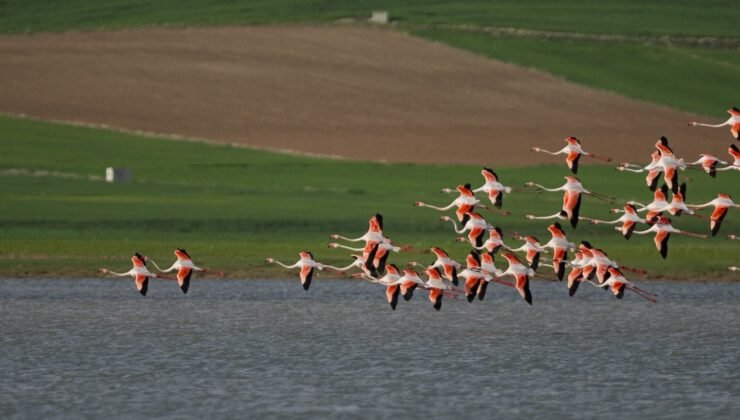 Kayseri’de Flamingolar Yıllar Sonra Tuzla Palas Gölü’ne Döndü