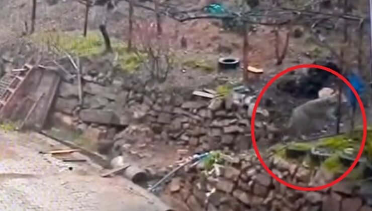 Adana’da aç kalan kurdun, yerleşim yerinde yemek aradığı anlar kamerada