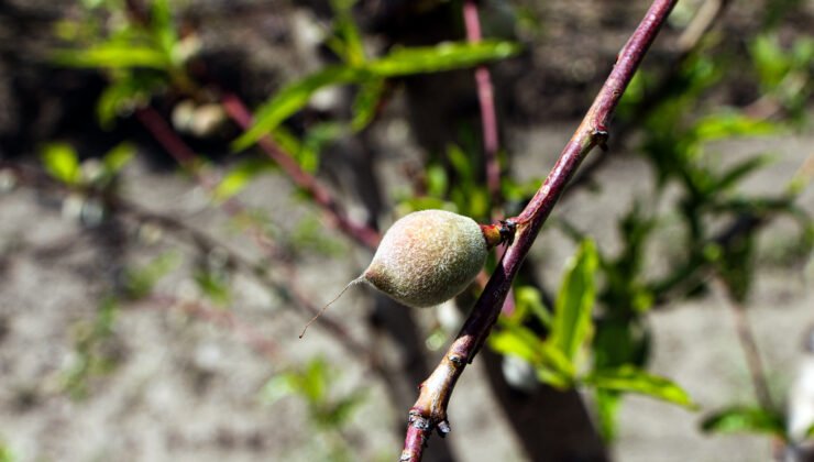 Ağır kış şartlarına karşın Çukurova’da sert çekirdekli meyveler olgunlaştı