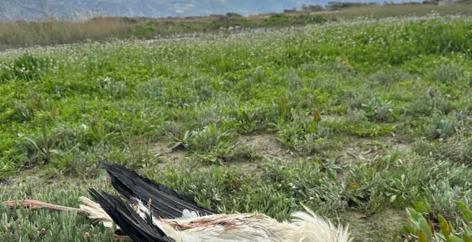 Göç yolundaki 5 leylek tüfekle vuruldu