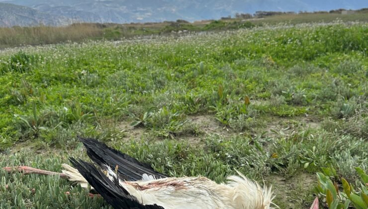 Göç yolundaki 5 leylek tüfekle vuruldu