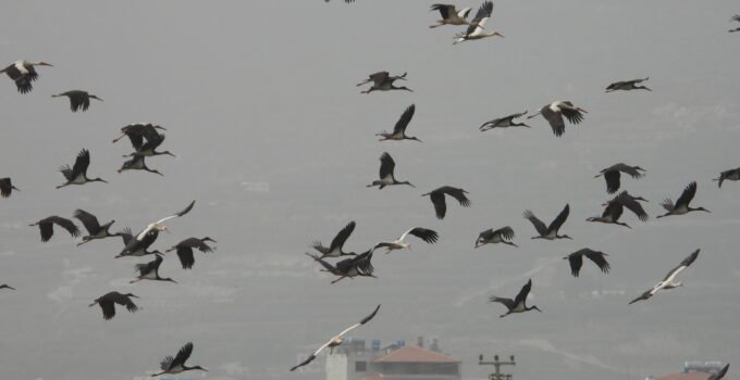 Göç yolundaki Hatay’da mola veren leylekler, sulak alanlar ve gökyüzünü kapladı