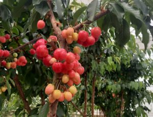 Jeotermal serada yetiştirilen kirazlarda ilk hasat yapıldı