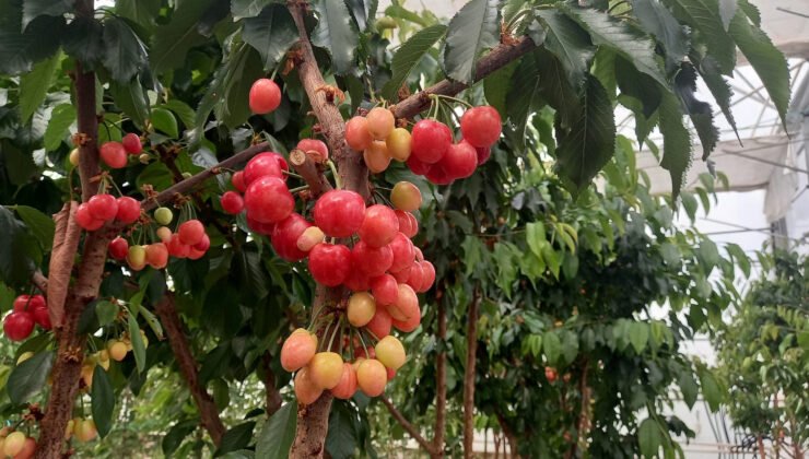 Jeotermal serada yetiştirilen kirazlarda ilk hasat yapıldı