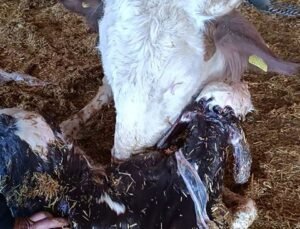 Kayseri’de yeni doğan buzağı ile annenin kavuşması kamerada