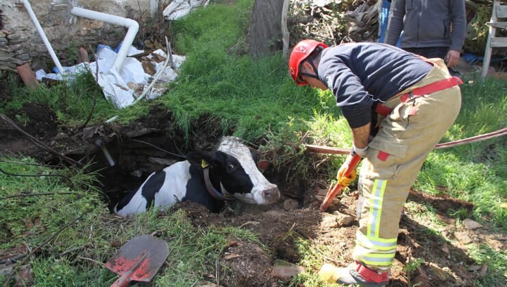 Kuyuya düşen 7 aylık gebe inek kurtarıldı