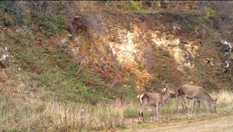 Ormandaki kızılgeyik sürüsü fotokapanla görüntülendi
