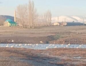 Sınır köyü Küçük Aküzüm, göçmen kuşları misafir ediyor