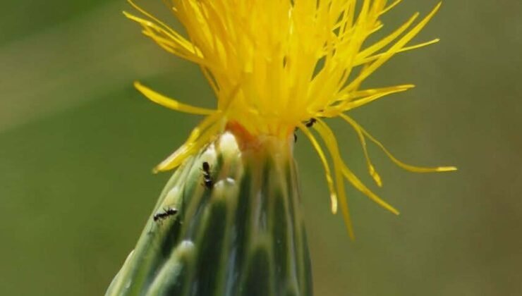 ‘Tülüşah, yok olma tehlikesiyle karşı karşıya’
