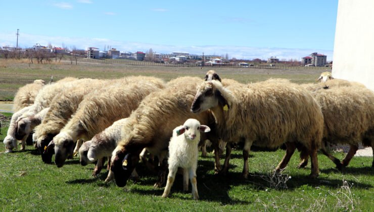 Van’da koruma altındaki Norduz koyunu doğumları başladı