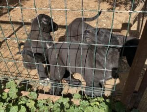 Yavru köpeklerin kulaklarını kesip satan üreticiye 327 bin TL para cezası