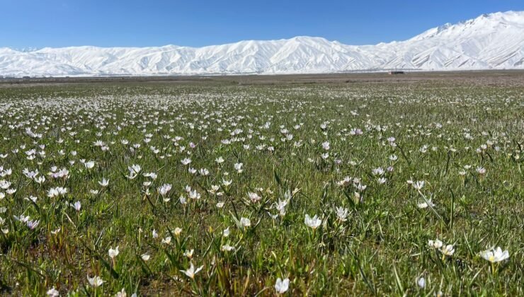 Yüksekova’da baharın müjdecisi kardelenler çiçek açtı