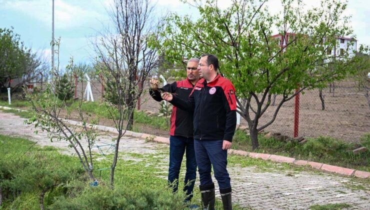 İl Müdürü Saklav’dan Doludan Zarar Gören Tarım Alanlarında İnceleme