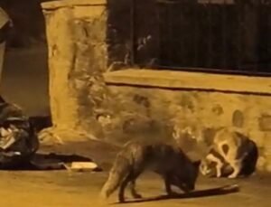 Tilki İle Kedinin Karşılaşması Kameraya Yansıdı
