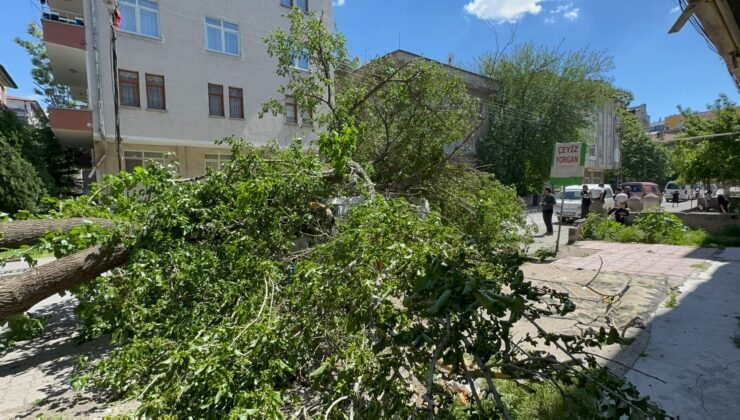 Kayseri’de Dut Ağacı Minibüsün Üzerine Devrildi