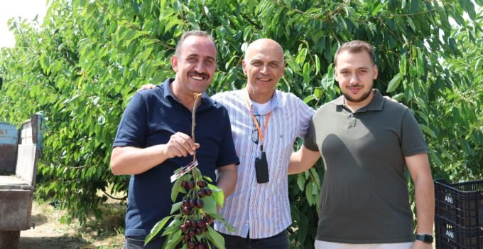 İncesu’nun kirazları Avrupa’ya ihraç ediliyor
