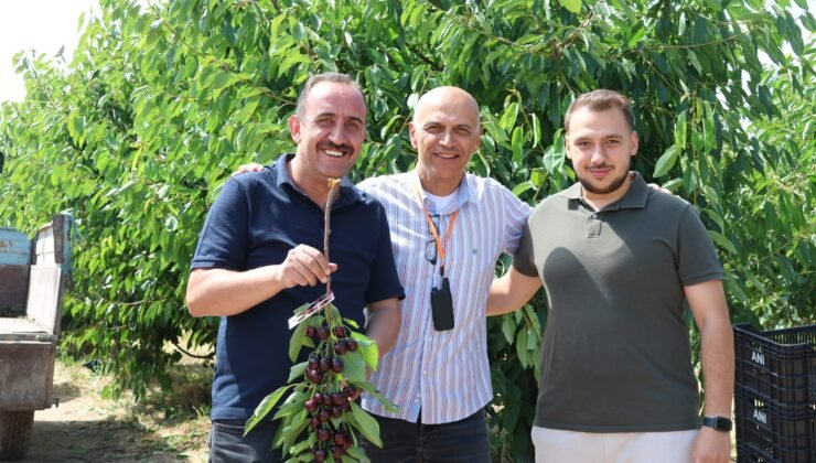 İncesu’nun kirazları Avrupa’ya ihraç ediliyor