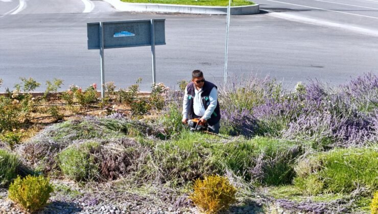 Kayseri Büyükşehir’de lavanta hasadı başladı: 250 bin bitki katma değere dönüşüyor