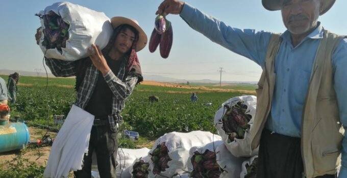 Coğrafi işaretli Yamula patlıcanında hasat mesaisi başladı