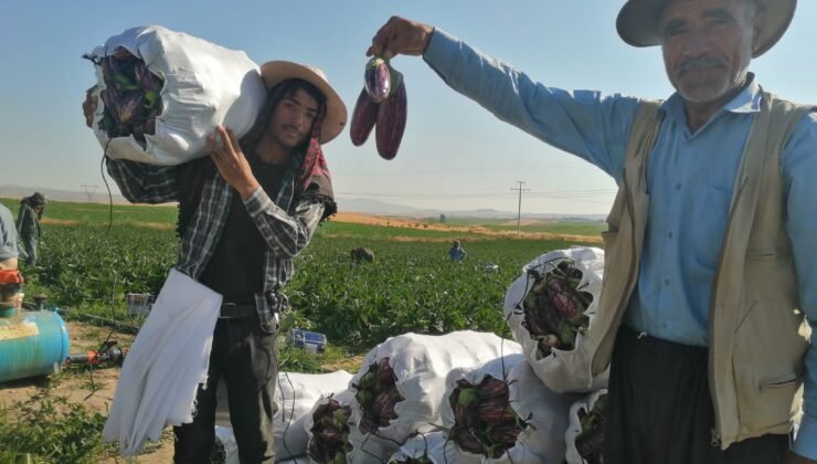 Coğrafi işaretli Yamula patlıcanında hasat mesaisi başladı